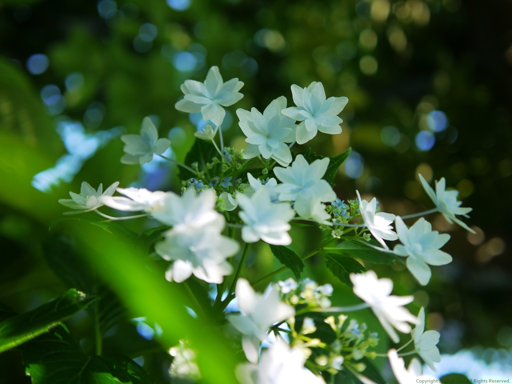 Astral Flower