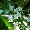 Astral Flower