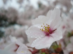 Rainy White