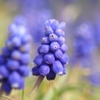 Petit Blue