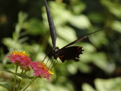 Blackbird