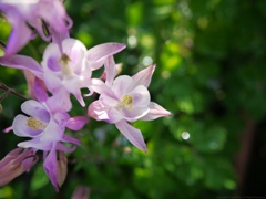 Columbine