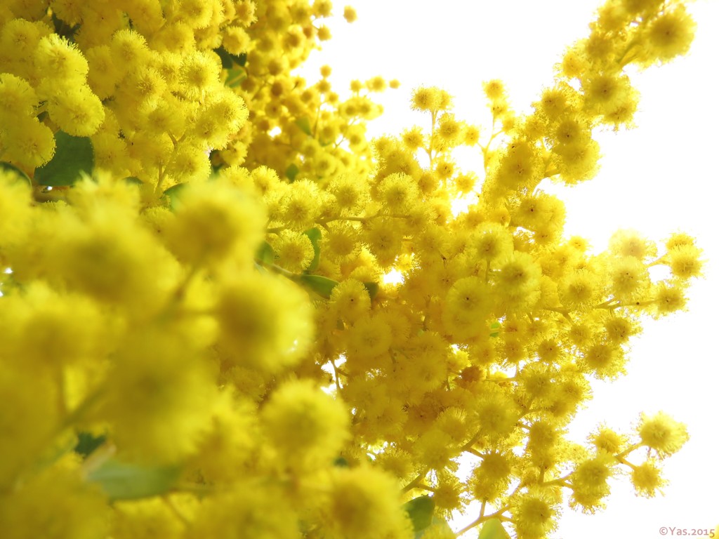Mimosa