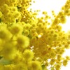 Mimosa
