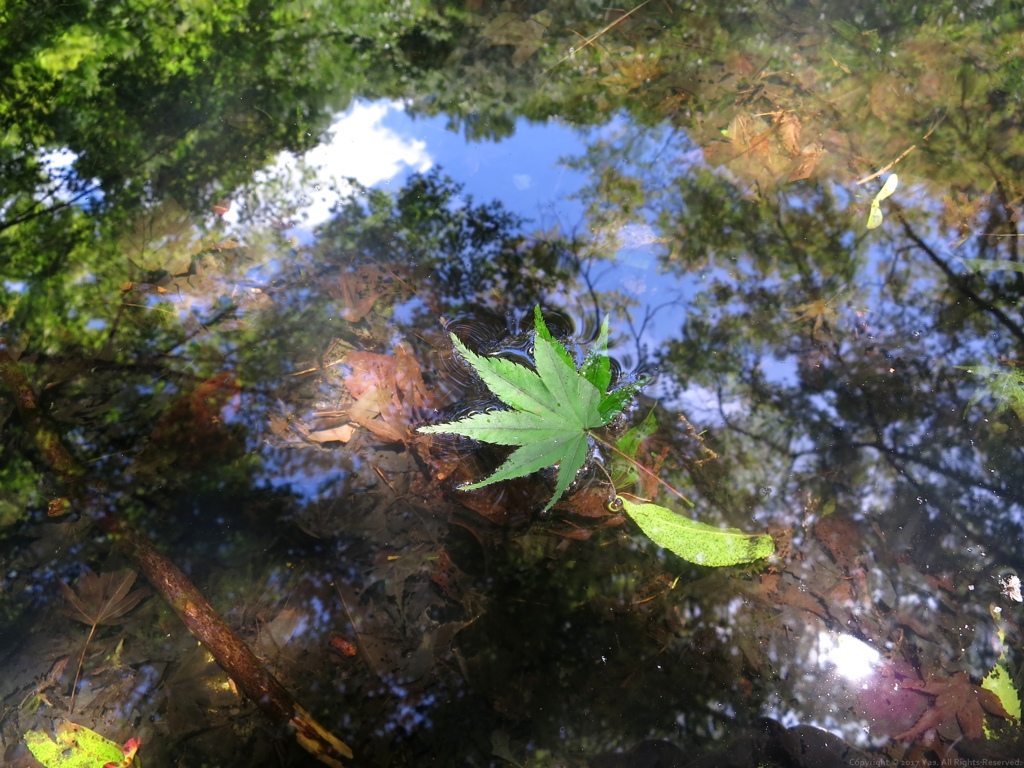 泡沫の夢
