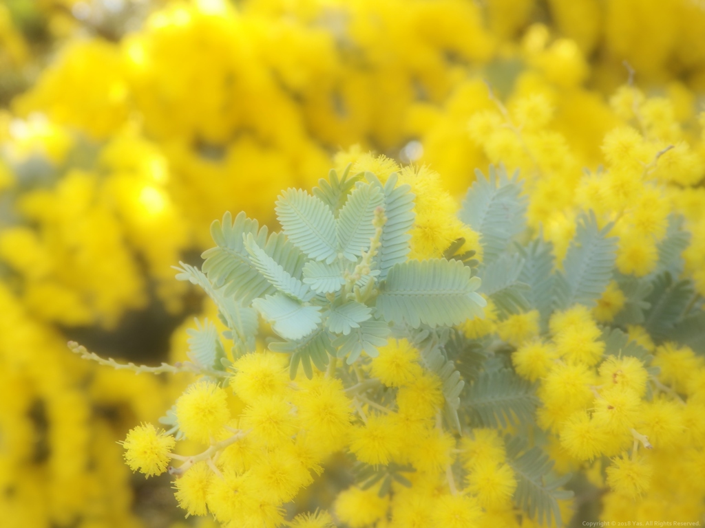 Melt in Yellow