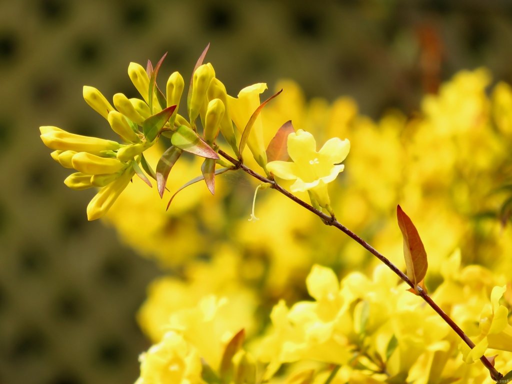 Carolina Jasmine