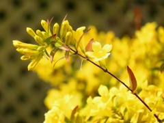 Carolina Jasmine