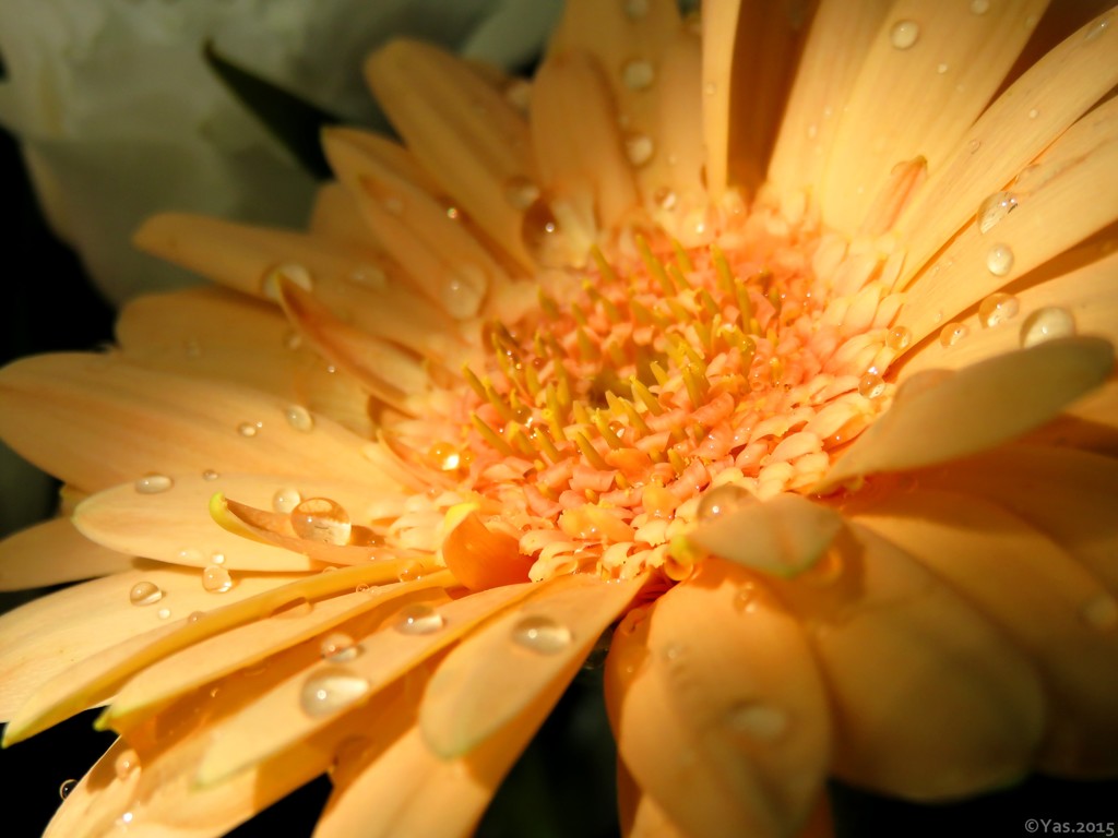 Light of Silence