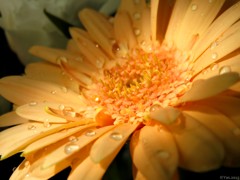 Light of Silence