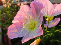 Eveninglight