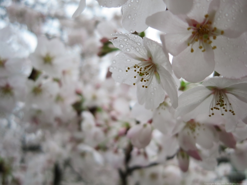 泣き桜