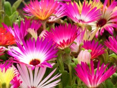 Vivid Color