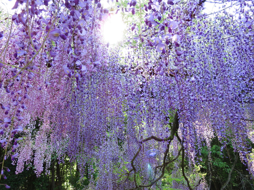 Wisteria