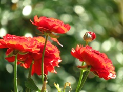 Ranunculus