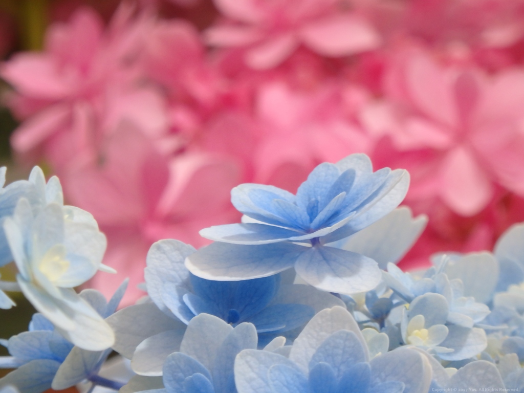 Blues & Pinks