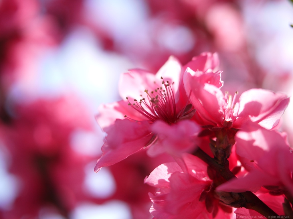 Rouge