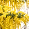 Mimosa
