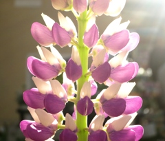 Lupinus