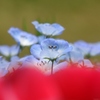 Tricolore