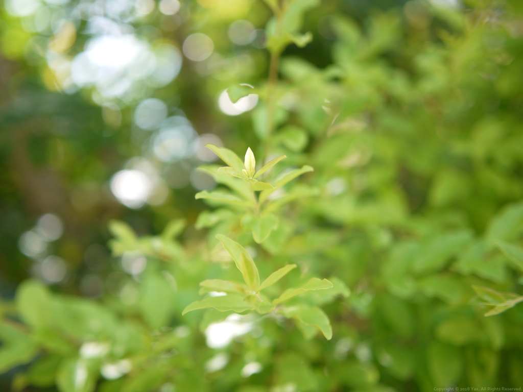 Baby Green