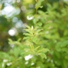 Baby Green