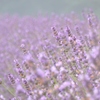 Herbal Essence