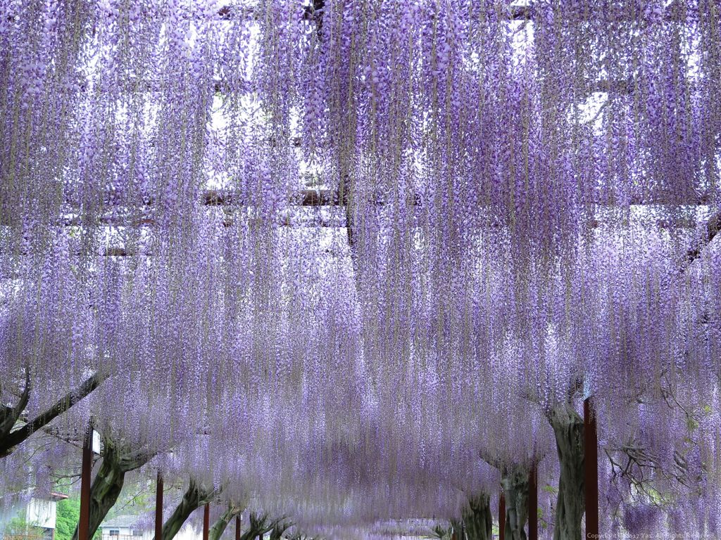 Wisteria Ⅲ