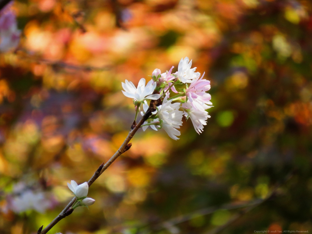 寒桜 Ⅱ