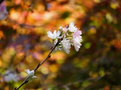 寒桜 Ⅱ