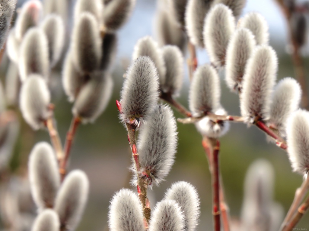 Pussy willow