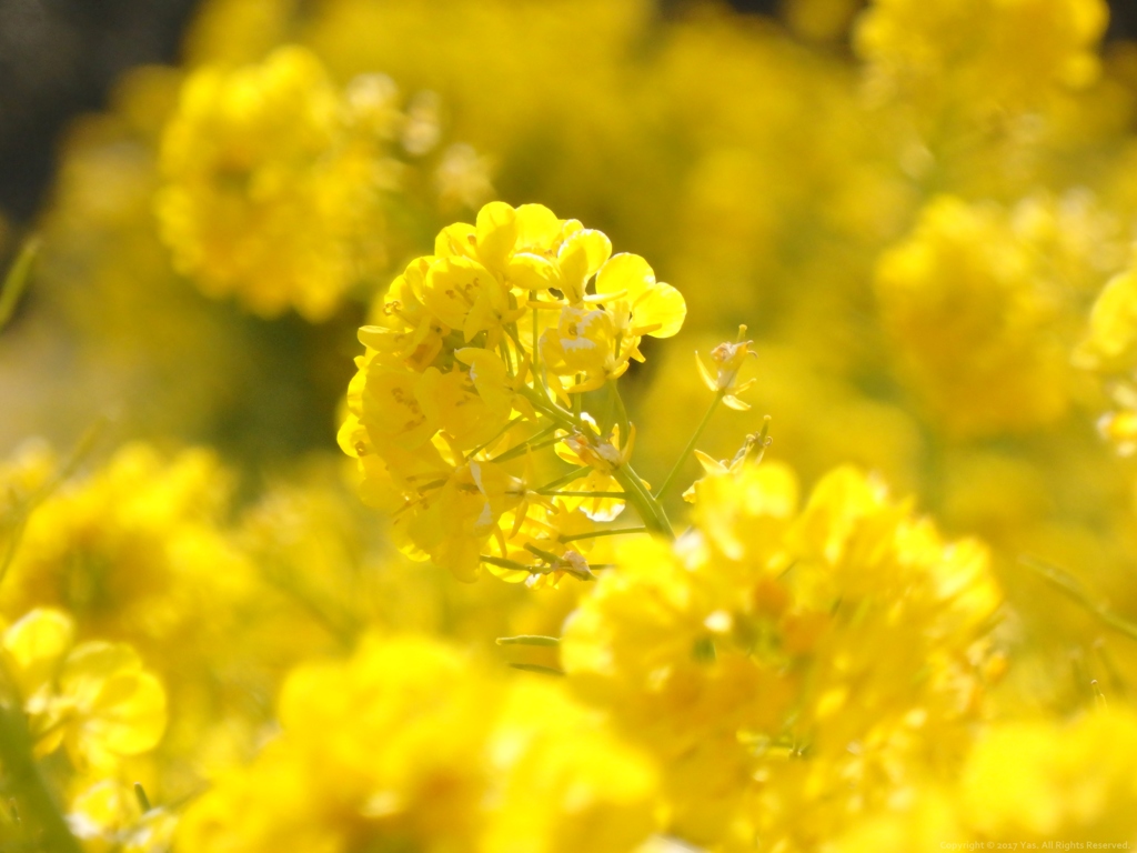 Melt in Yellow