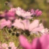 Winter Cosmos