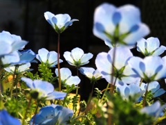 Nemophila