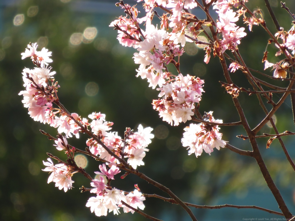 寒桜 Ⅰ