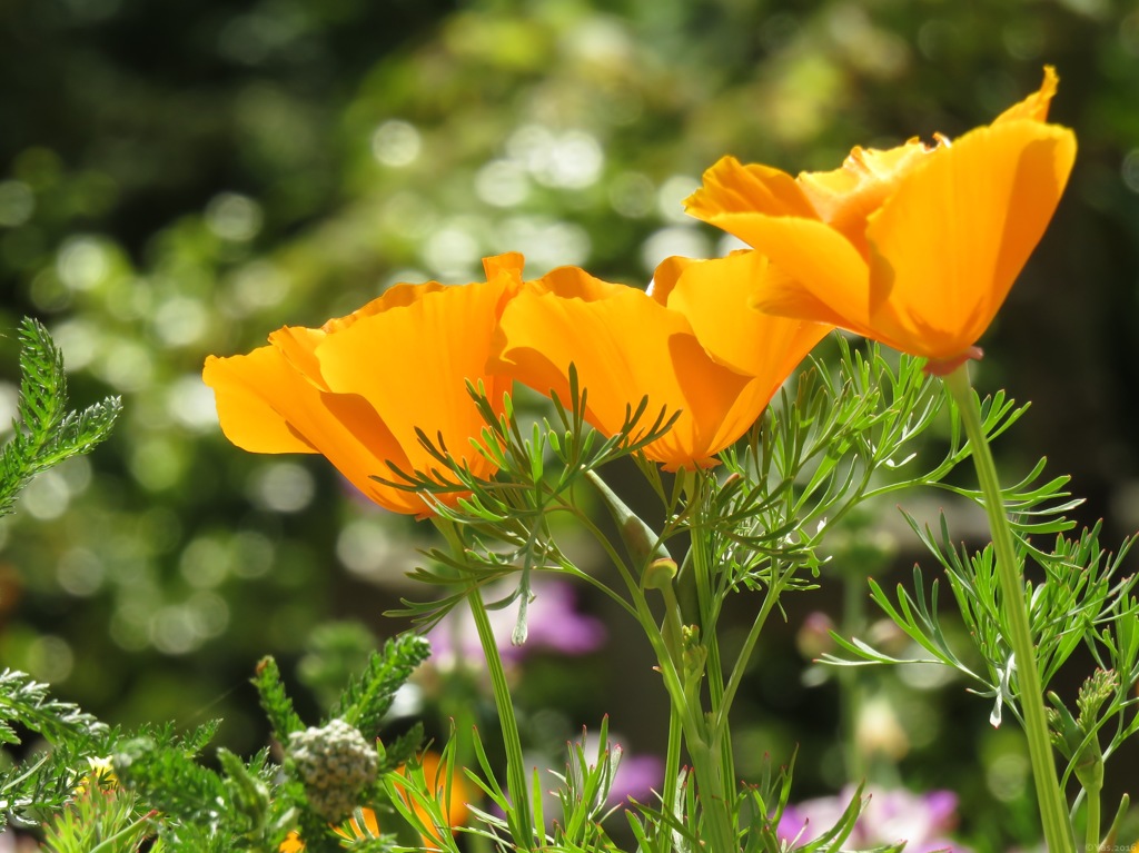 Poppy