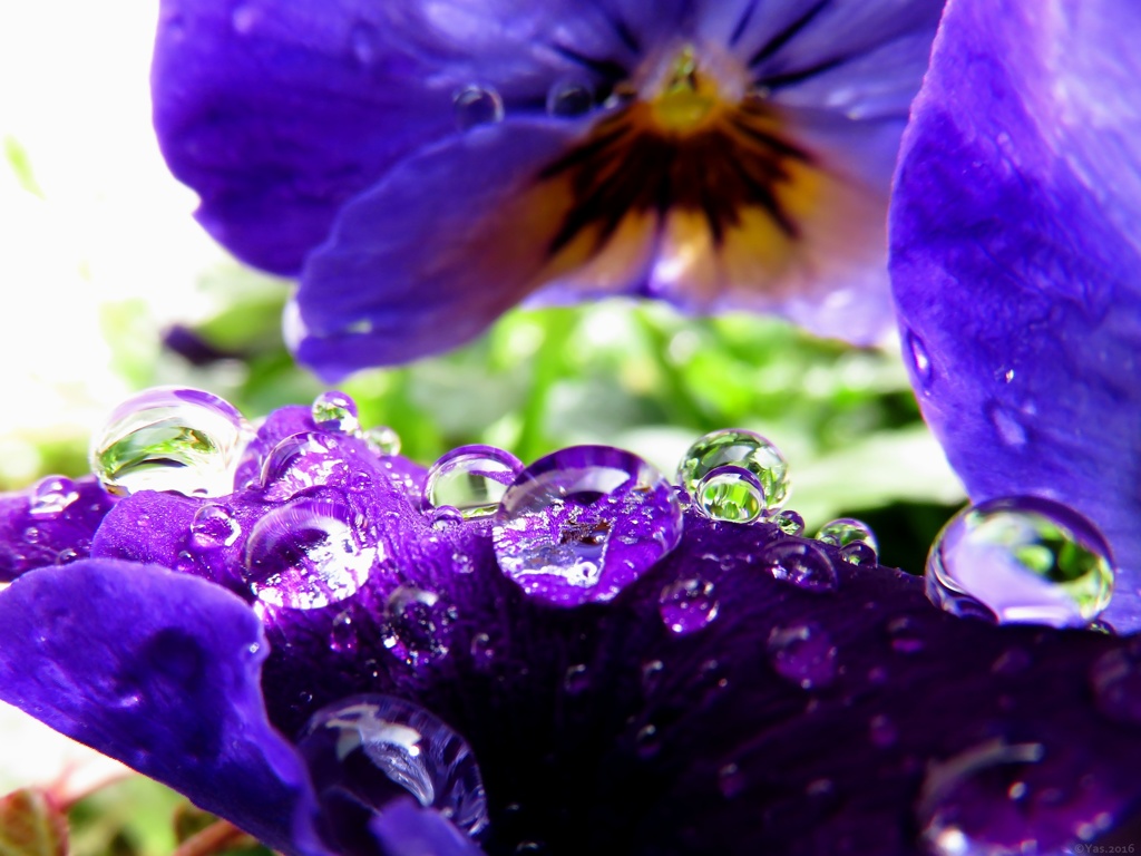 Viola