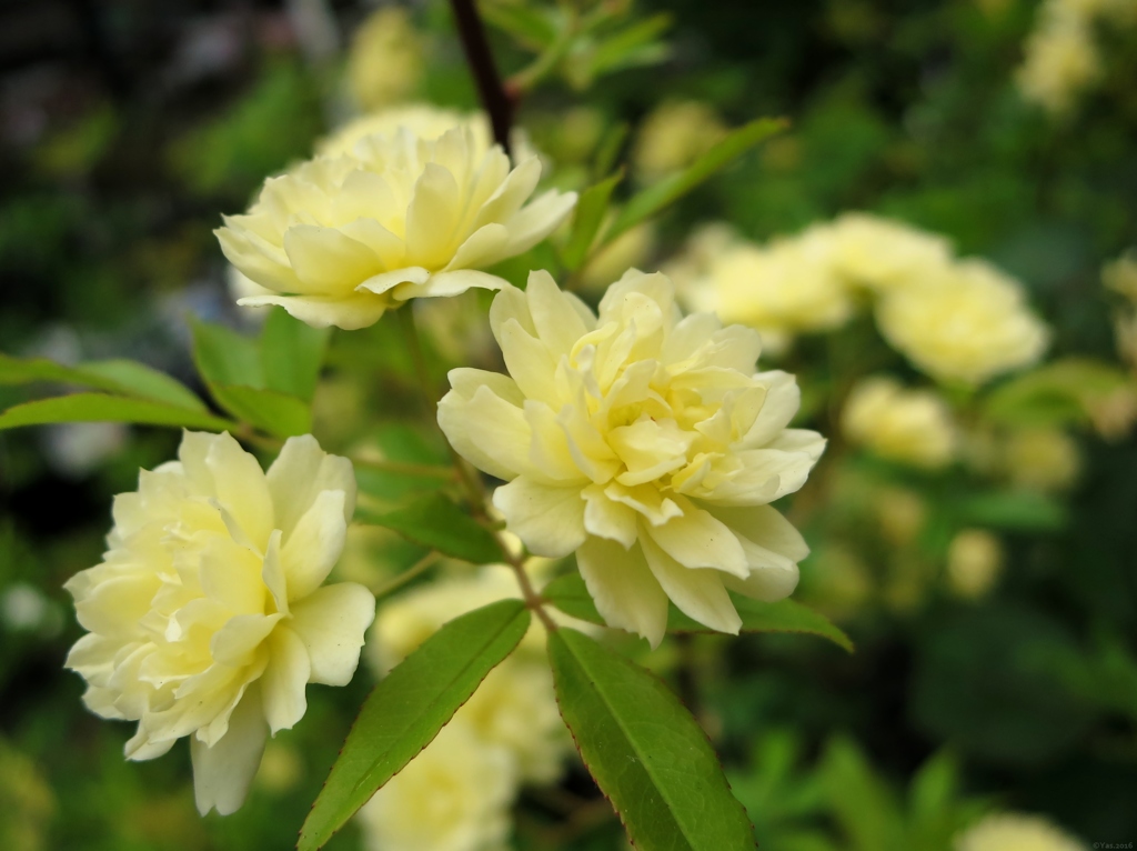 Cloudy Rose