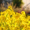 Fake Spring Ⅱ
