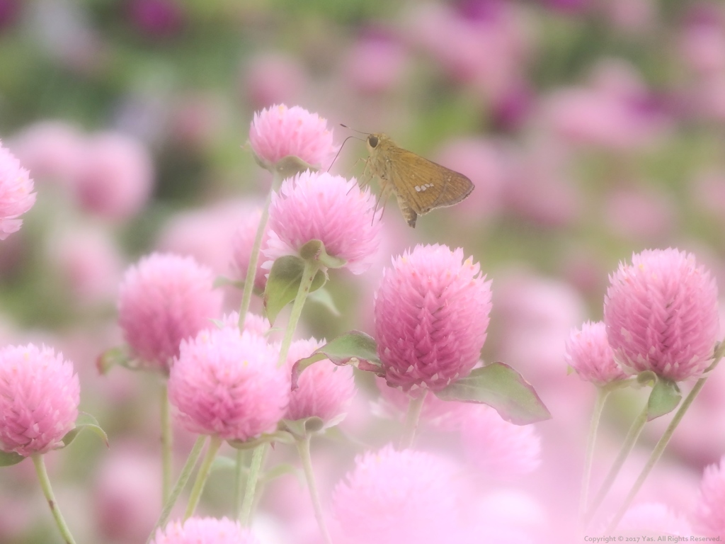 Globe Amaranth