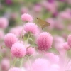 Globe Amaranth