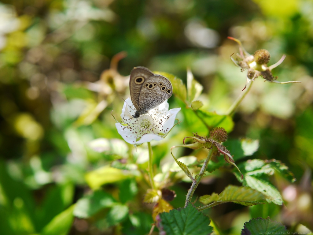 Tyny Butterfly