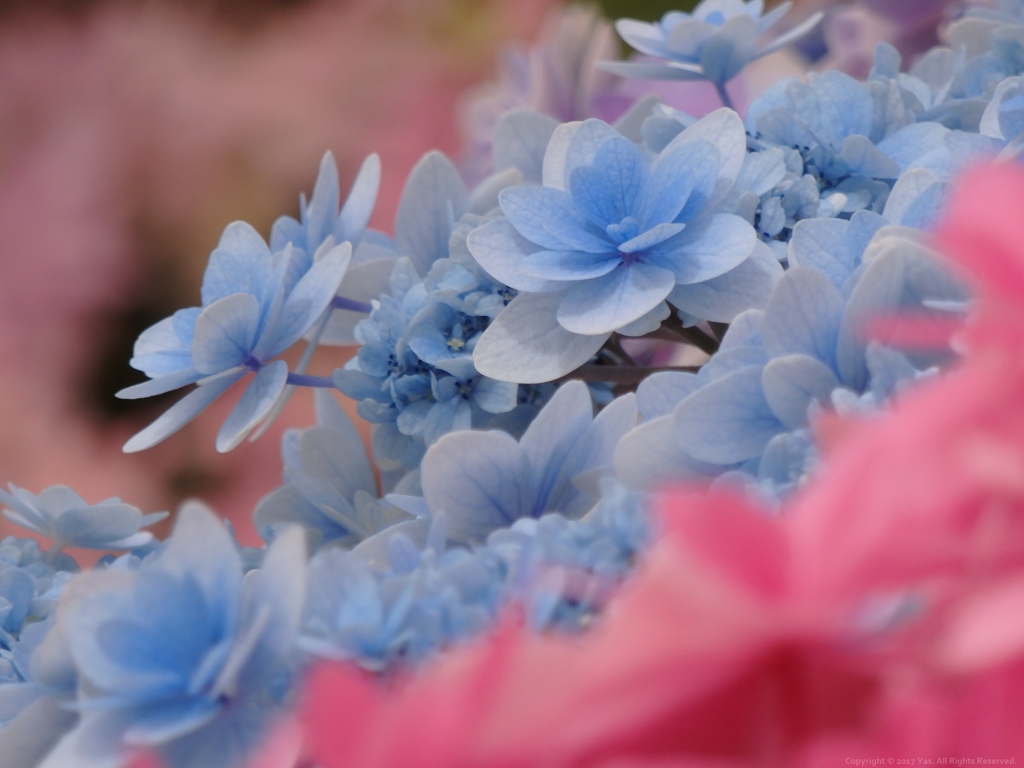 Blue Island