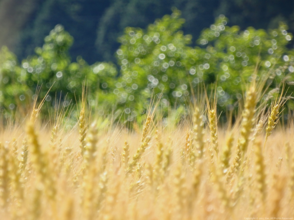 Harvest