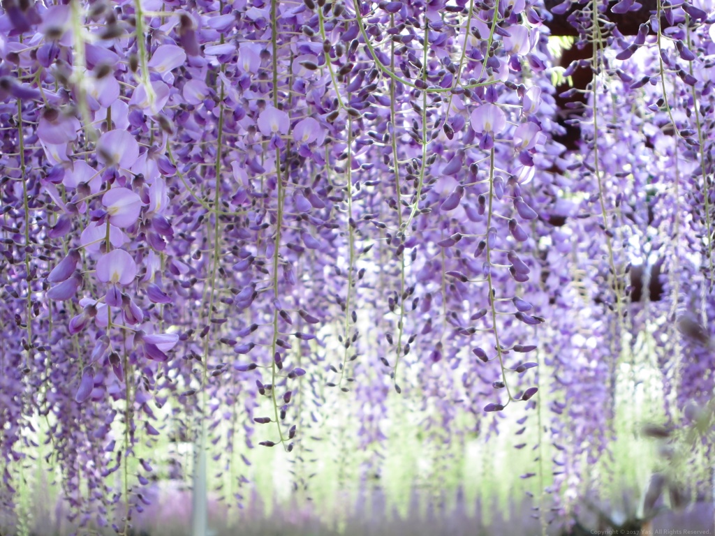 Wisteria Ⅰ
