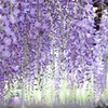 Wisteria Ⅰ