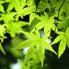 アリのままに…