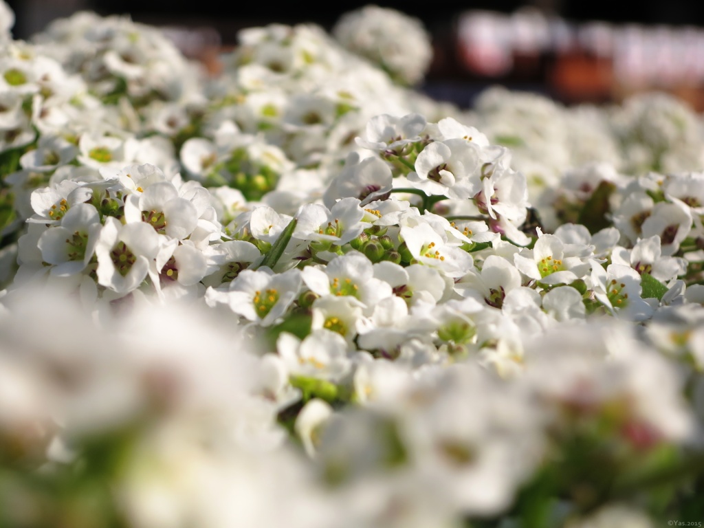 Sweet alyssum