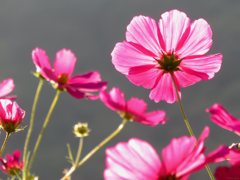 Pinks