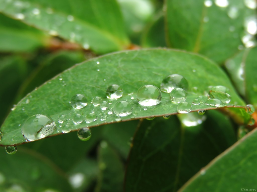Tears of Fairies
